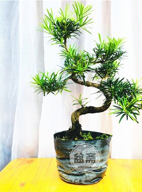 罗汉松盆景树桩室内高档盆栽雀舌小叶品种迎客松送礼金钻菊花树桩