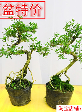 盆景植物造型 福建茶小叶雀梅白蜡榆树老桩树桩四季常青开花结果