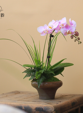 蝴蝶兰创意盆栽兰花天使兰带花苞开花植物室内花卉高档绿植好养