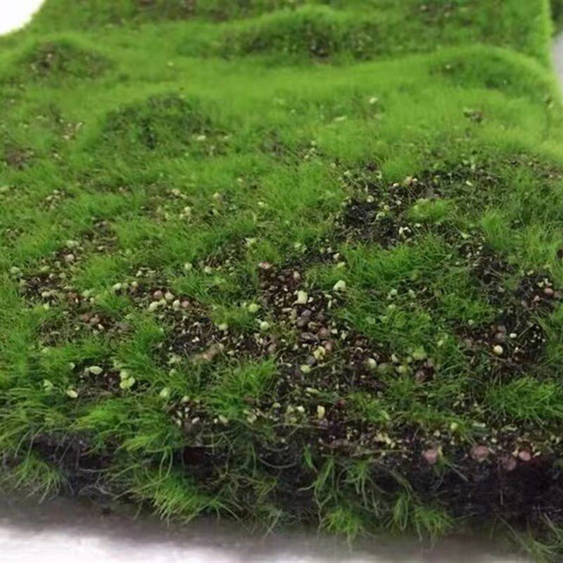 仿真青苔草皮盆景橱窗造景装饰假苔藓植物墙面人造草坪
