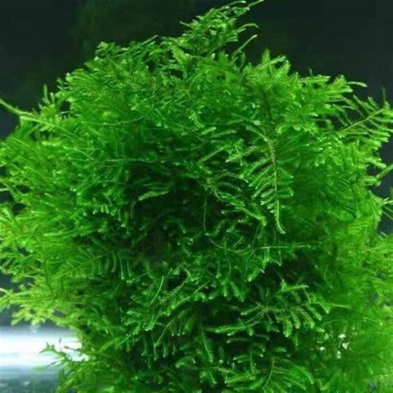 散装莫斯水草地毯黑壳虾繁殖沉木造景草缸三角垂泪新手莫丝净化水