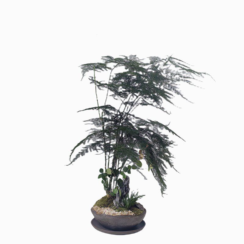 中式禅意大文竹造景组合微景观室内茶馆茶台茶桌绿植文竹盆栽摆件