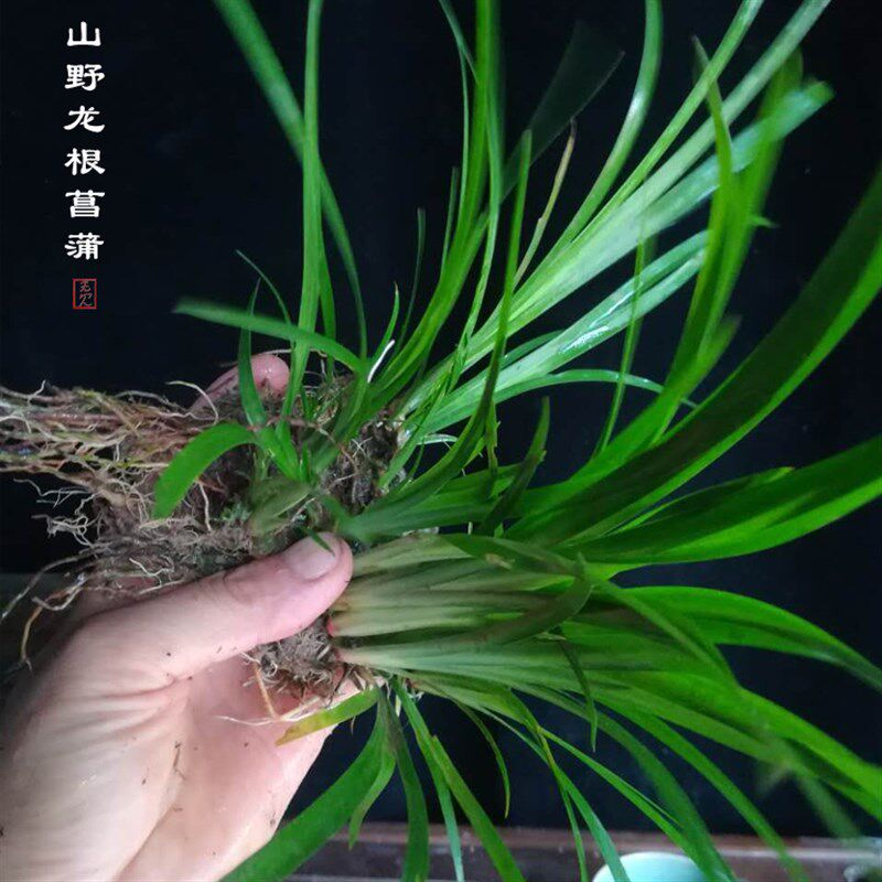 山野选集 龙根菖蒲养龟生态缸植物素材喜阴耐水泡多年老根石菖蒲