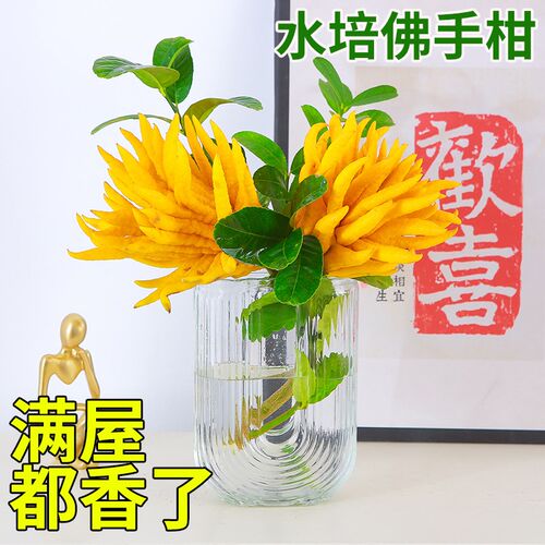 水培植物带果佛手柑室内水养新鲜佛手瓜绿植盆栽插花闻香