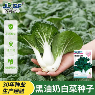 黑油奶白菜春天适合春天种的蔬菜各种新型四季高产端蔬菜罕见种子