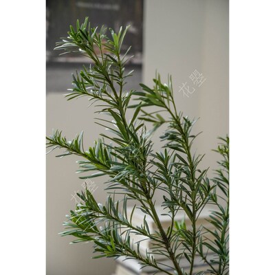 超长待机绿植物鲜切植物水养新鲜松枝真树枝仙柏花瓶插花落地植物