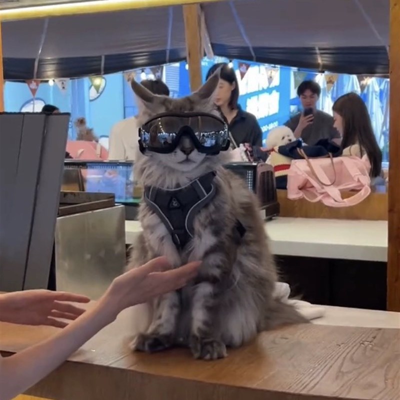 网红猫咪牵引绳背心式外出缅因猫防挣脱遛猫绳自动伸缩背带溜猫链