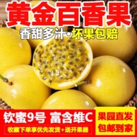 现摘钦蜜 9 号黄金百香果树上熟黄皮果新鲜当季水果泡水饮品原料