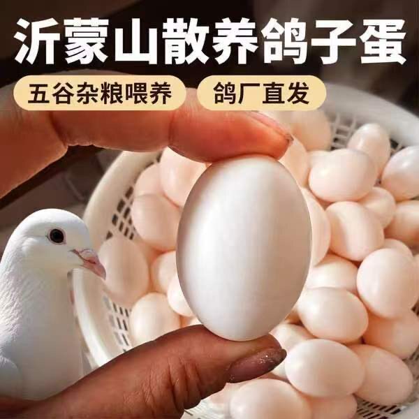 【顺丰包邮】新鲜鸽子蛋农家散养五谷杂粮喂养孕妇宝宝营养辅食