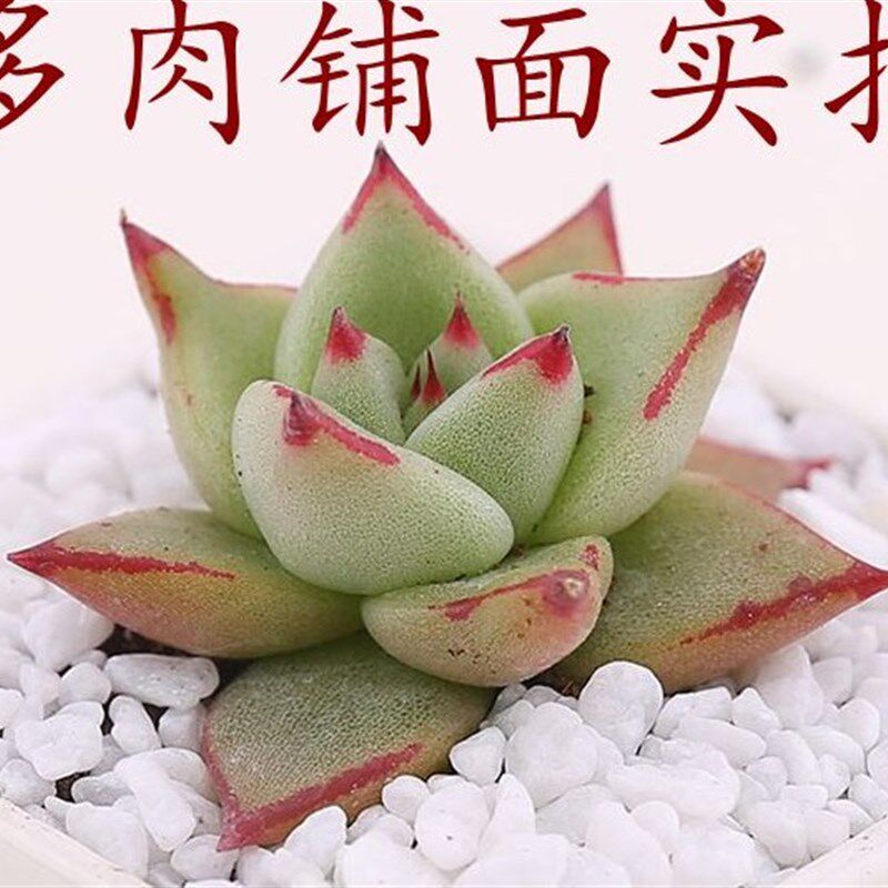 鹅卵石雨花石五彩石白石子白色石头水族箱彩色小石子花盆装饰包邮