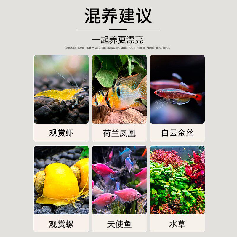 金鱼冷水观赏鱼淡水红白锦鲤与草金兰寿狮子头鎏金好养耐活小金鱼