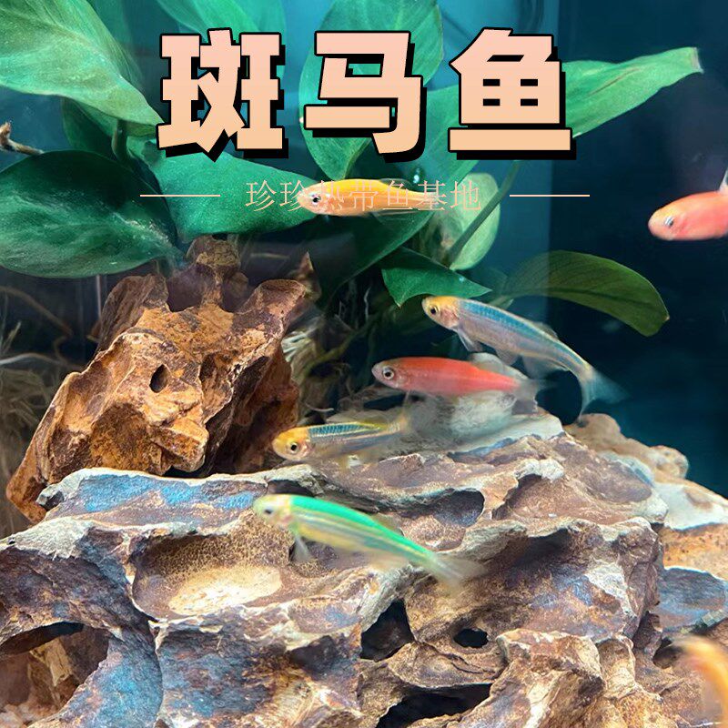斑马鱼小型热带观赏鱼蝶翼斑马草缸鱼宝莲灯鱼孔雀鱼活体新手好养