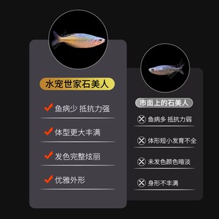 石美人鱼活体鱼苗草缸群游灯科鱼淡水观赏草缸南美缸热带刚果美人