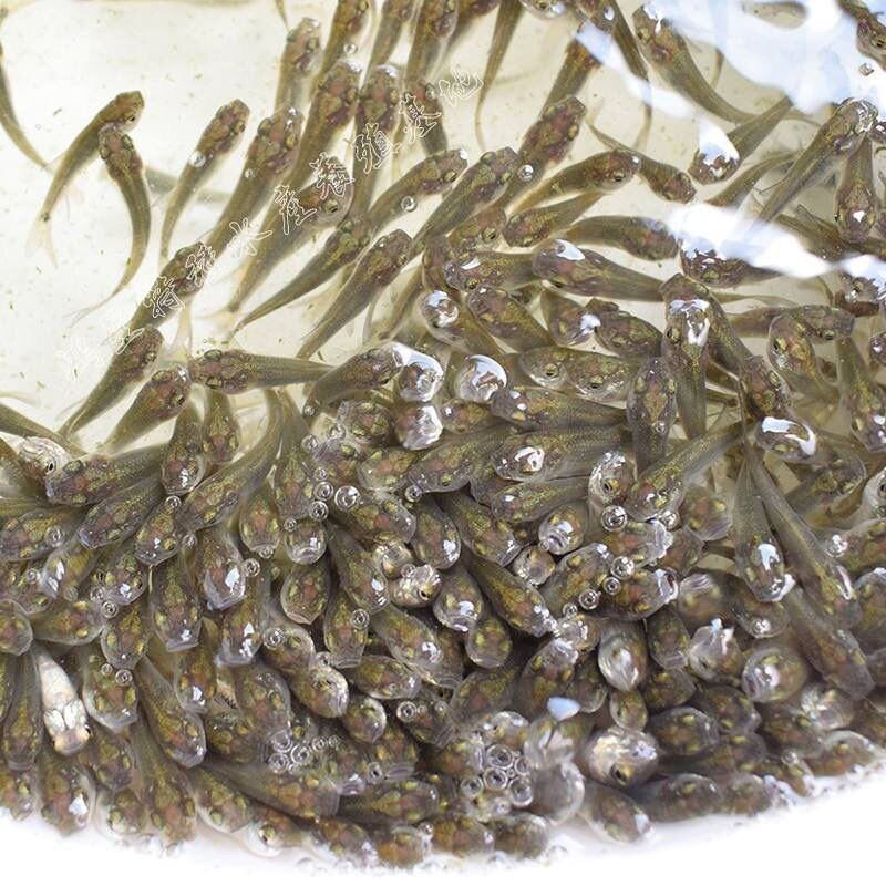 喂乌龟吃的小活鱼小型养殖鳄龟淡水鱼苗红龙龙鱼龟粮食用小鱼活饵