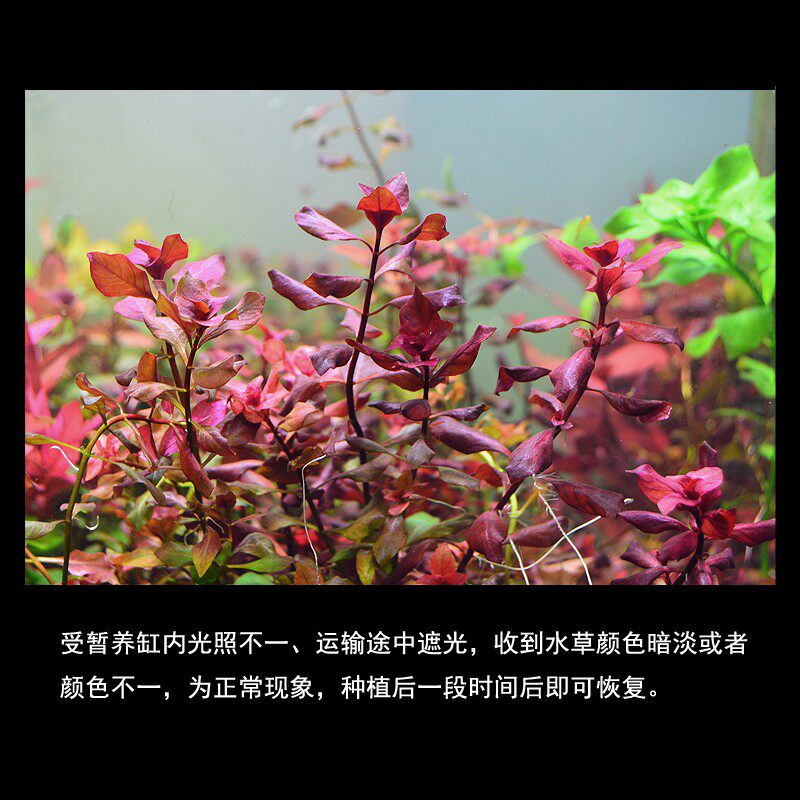 紫红玫瑰水下叶真水草草缸造景装饰植物活体阳性后景草淡水