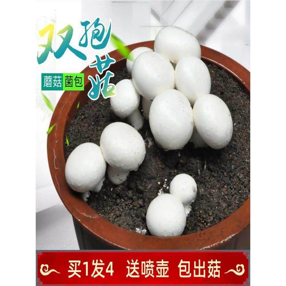口蘑菌种 磨菇菌菇种植包蘑菇种植包 食用菌香菇种植蘑菇菌种家种