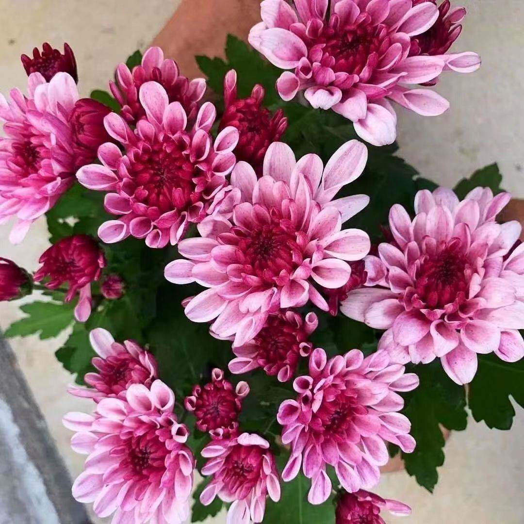 【秋季花卉】重瓣菊花苗带花苞发货荷兰菊耐寒花卉室内外阳台盆栽