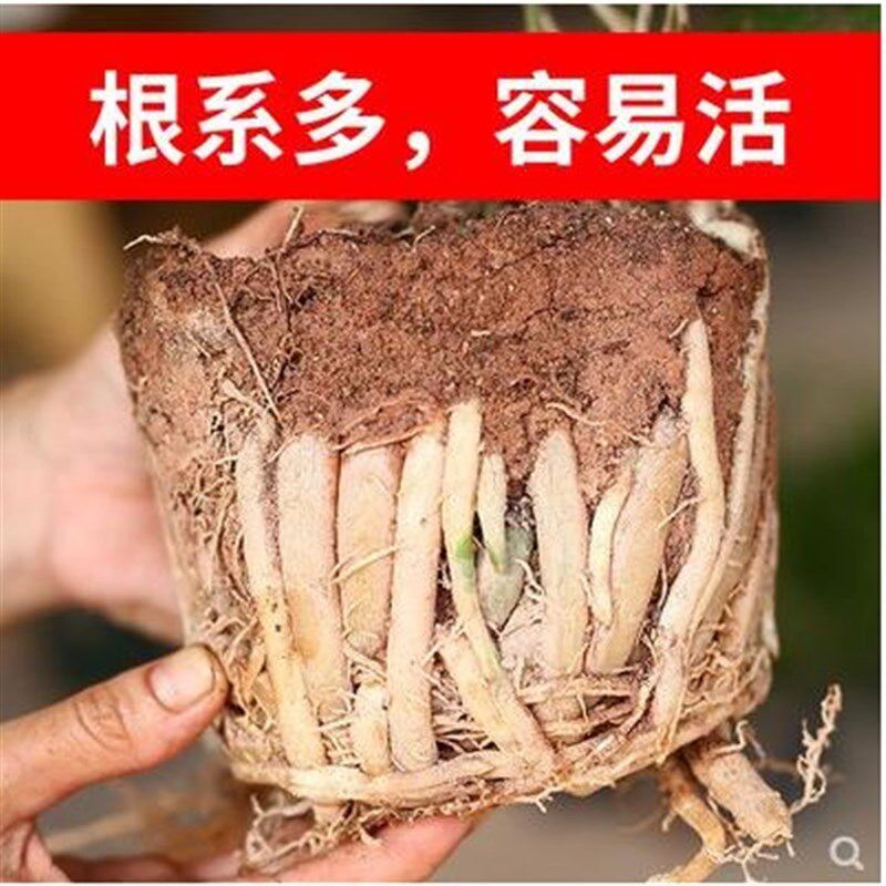 蓬莱松室内盆栽生肖猴客厅小盆景花卉桌面好养四季绿植金钱树植物