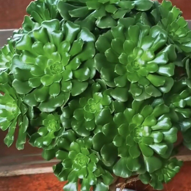 9块9绿玫瑰法师老桩绿羊绒法师胶带座/封箱器