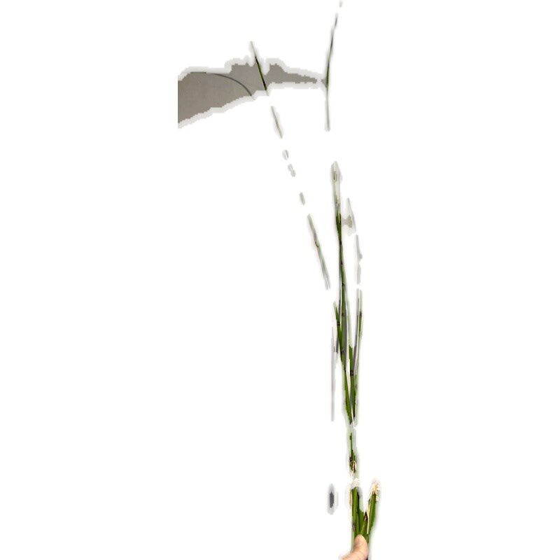 仿真木贼插花树枝线条型挑高素材剑叶刚草钢草细竹节日式中式花艺