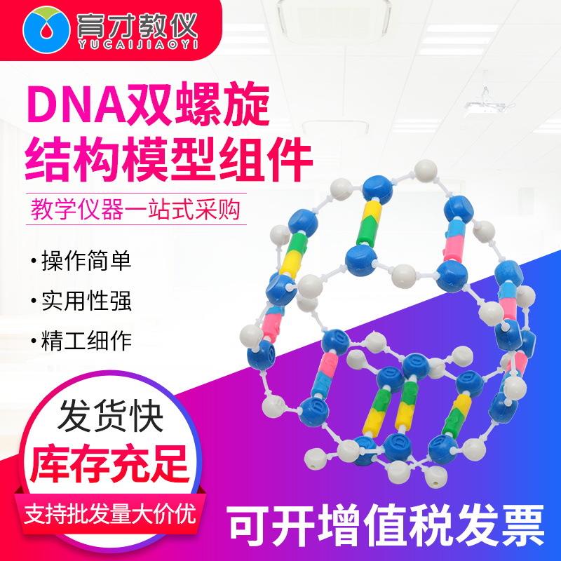 3330DNA双螺旋结构模型组件7供应生物实验演示DNA组成教学仪器