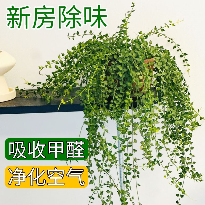 百万心吊兰盆栽植物室内垂吊千叶吊兰爱之蔓墙壁悬挂式常春藤好养图片