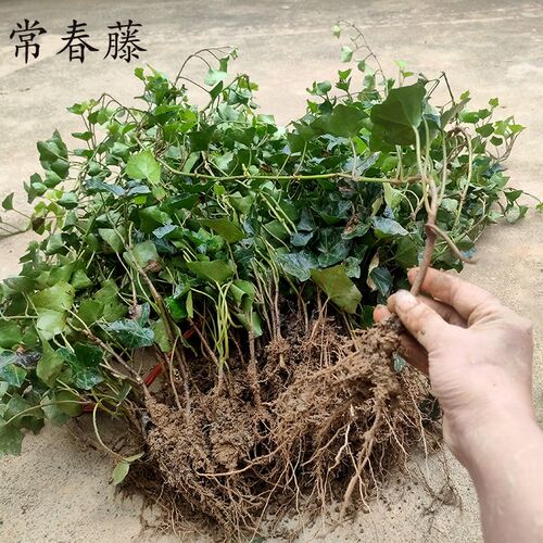 常春藤苗爬山虎爬墙藤围墙爬藤植物室内绿植四季常青园林绿化苗