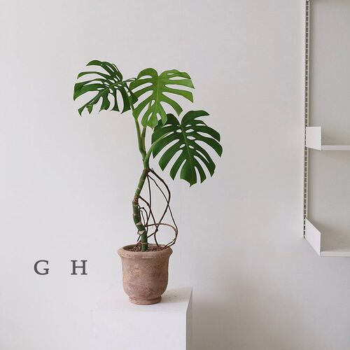 绿色捕手 龟背竹大盆栽绿植物龟背叶植物真北欧植物室内耐阴