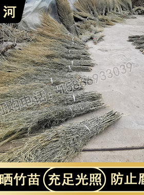 姚河竹枝金枝竹苗竹条扫帚条竹扫把原材料植物竹子毛竹落叶老枝户