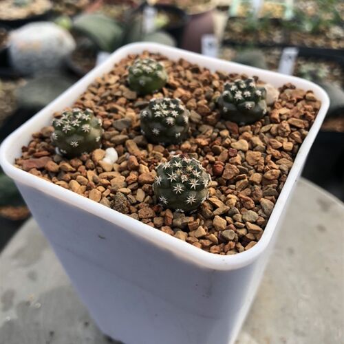 赤花娇丽仙人球实生娇丽属不扎手紫红色花开花漂亮花期长仙人掌科