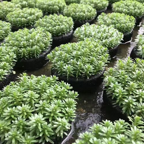 绿牛顿大坨草鱼缸造景水草场直发懒人水培增氧前中后景淡水草植物