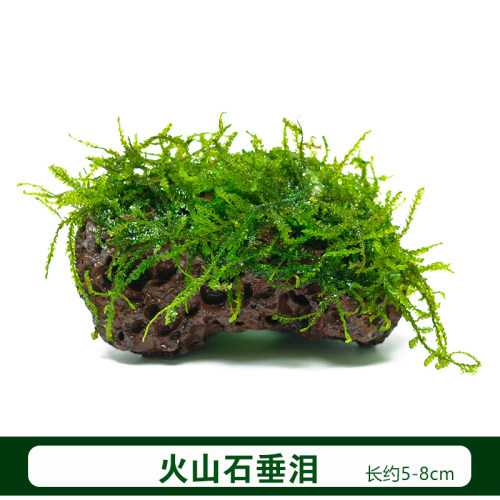 鱼缸水族箱虾缸草缸定植火山石大美凤莫斯造景凤尾苔垂泪三角莫斯