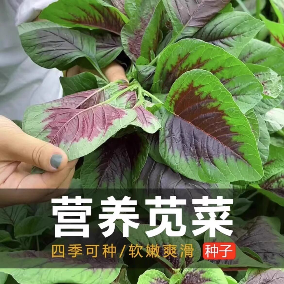 【下单立减50】红柳叶苋菜种籽四季圆叶野菜苋菜大叶阳台蔬菜_Y01