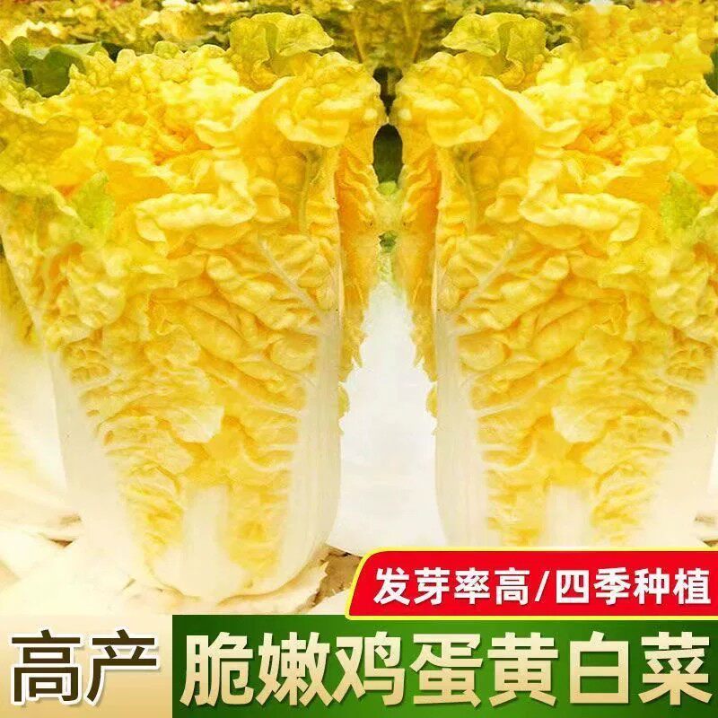 【下单立减50】大白菜种子真好吃黄心快菜籽夏秋四季播蔬菜子_JK