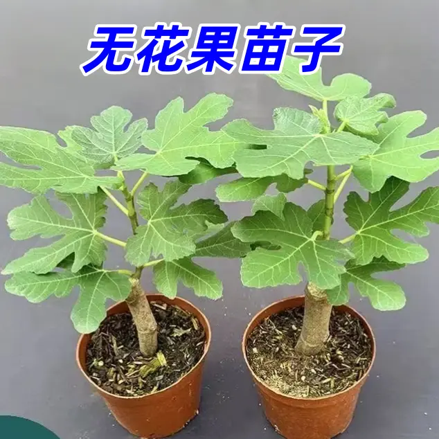 【下单立减50】无花果苗阳台小院皆宜易种室内外种植的水果苗_YB