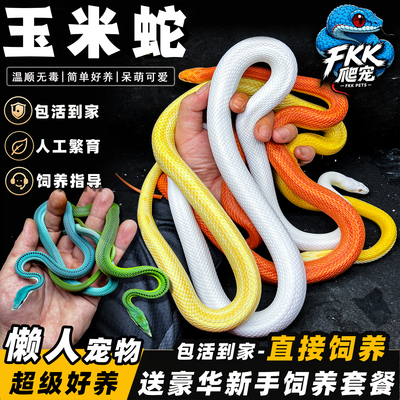 活体宠物玉米蛇温顺无毒包活建康
