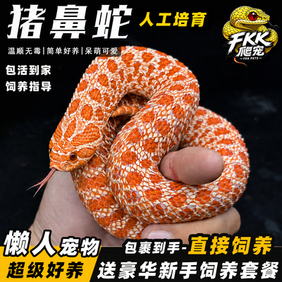 猪鼻蛇活体蛇宠物蛇玩具蛇
