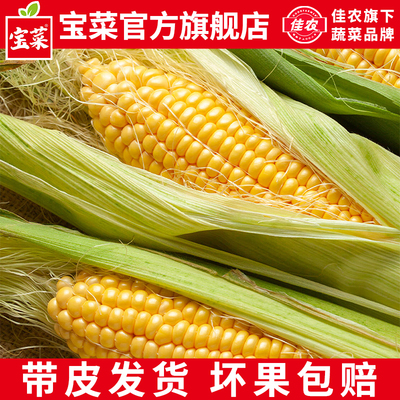 佳农宝菜现摘爆浆牛奶玉米