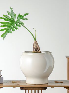 北欧风简约陶瓷花盆家用室内客厅发财G树兰花专用大号蝴蝶兰千年