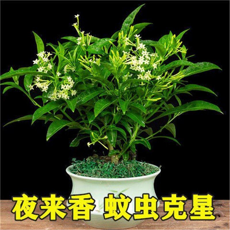 【下单立减50】夜来香盆栽驱蚊四季青开花浓香花卉净化空气_WH