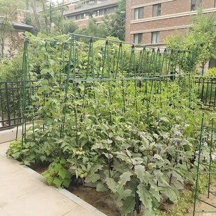 黄瓜爬藤架豆角架杆西红柿支撑架阳台蔬菜爬藤架子豇豆植物支撑杆
