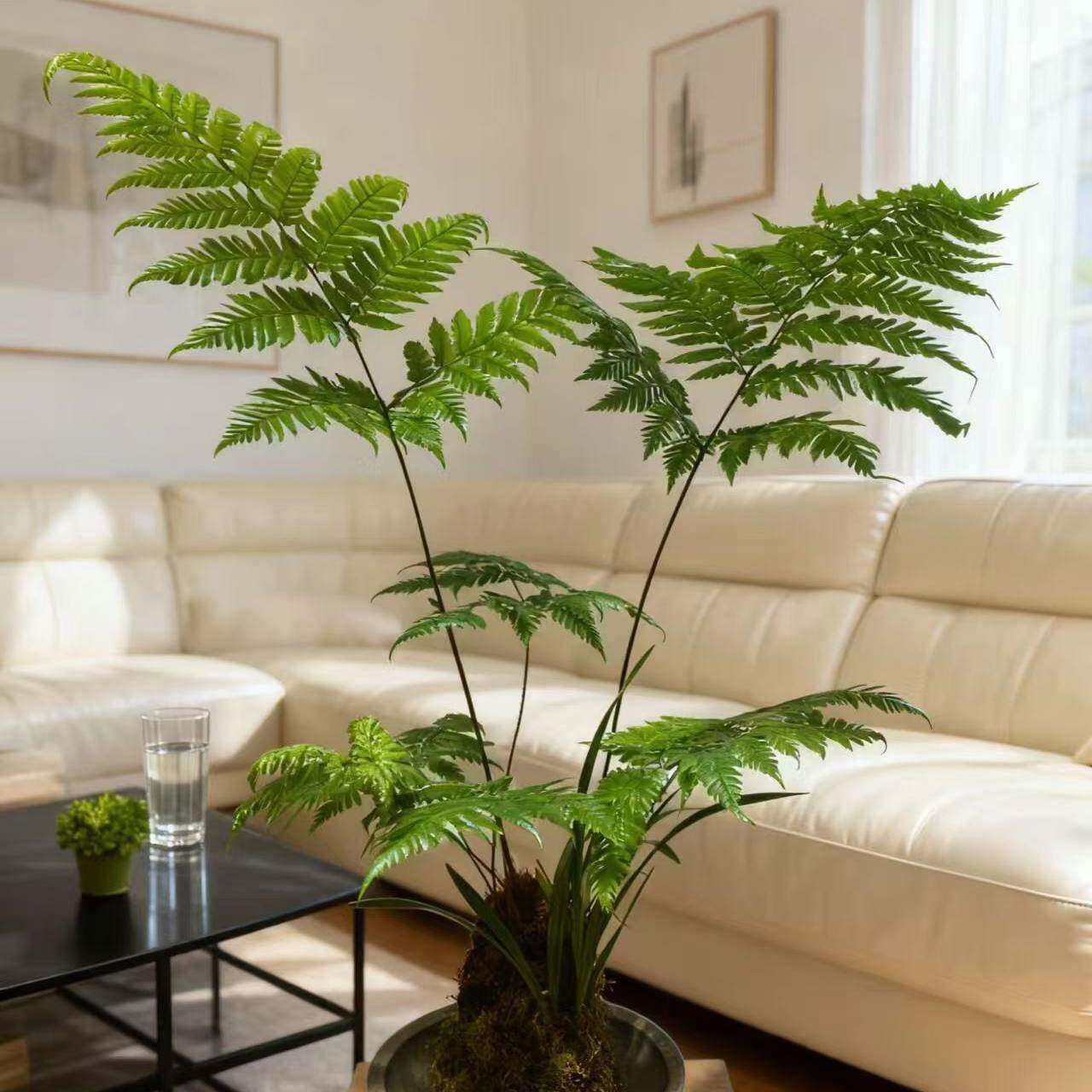 蕨类苔藓球水培易养盆景造景图片