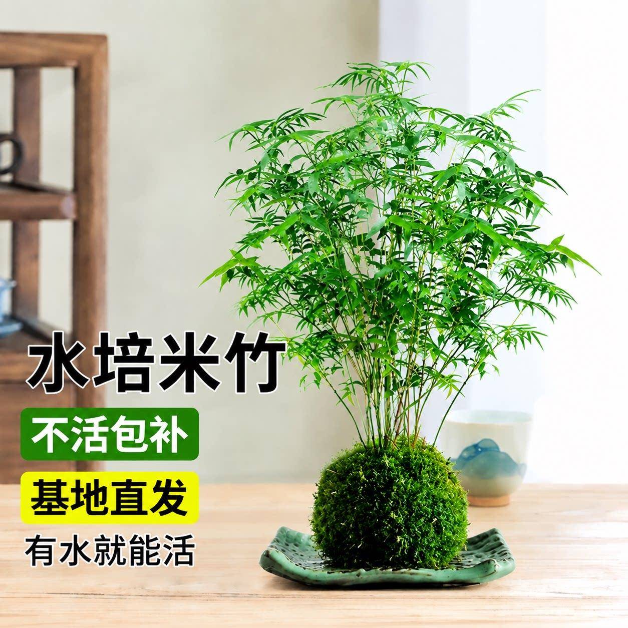 米竹水培苔藓球植物室内盆栽微观盆景凤尾竹观音竹观赏竹子小米竹
