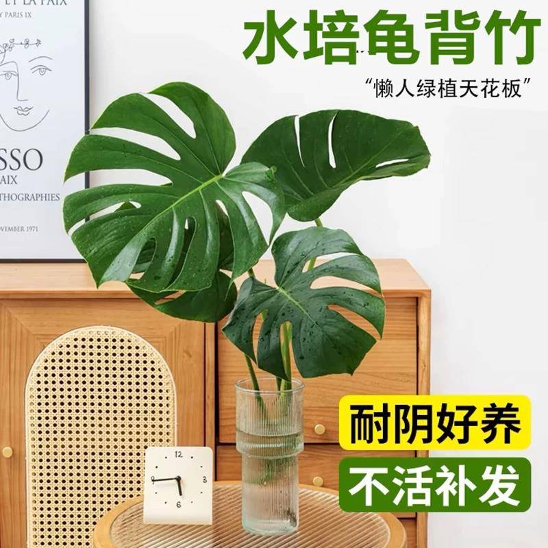 龟背竹水培绿植盆栽室内耐阴植物春羽天堂鸟办公室好养桌面小盆景图片