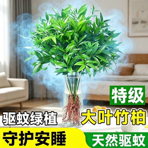 驱蚊大棵竹柏水培室内绿植盆栽