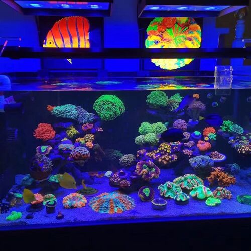 海缸膜海缸贴膜海水缸珊瑚缸过滤蓝光G去蓝光膜海缸拍照滤镜玻璃