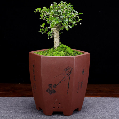 紫砂花盆刻绘四方六方精品桌面小号盆景盆多肉兰草U专用盆家用陶
