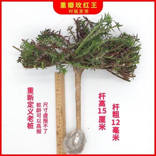 精品15厘米特大高杆棒r棒糖玫红王重瓣太阳花老桩修剪造型花卉盆