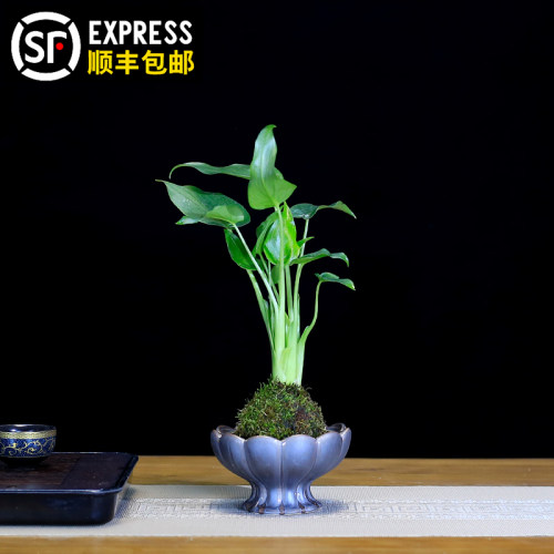 水培植物滴水观音小盆栽室内客厅办公室前台桌面茶几水养绿植好养