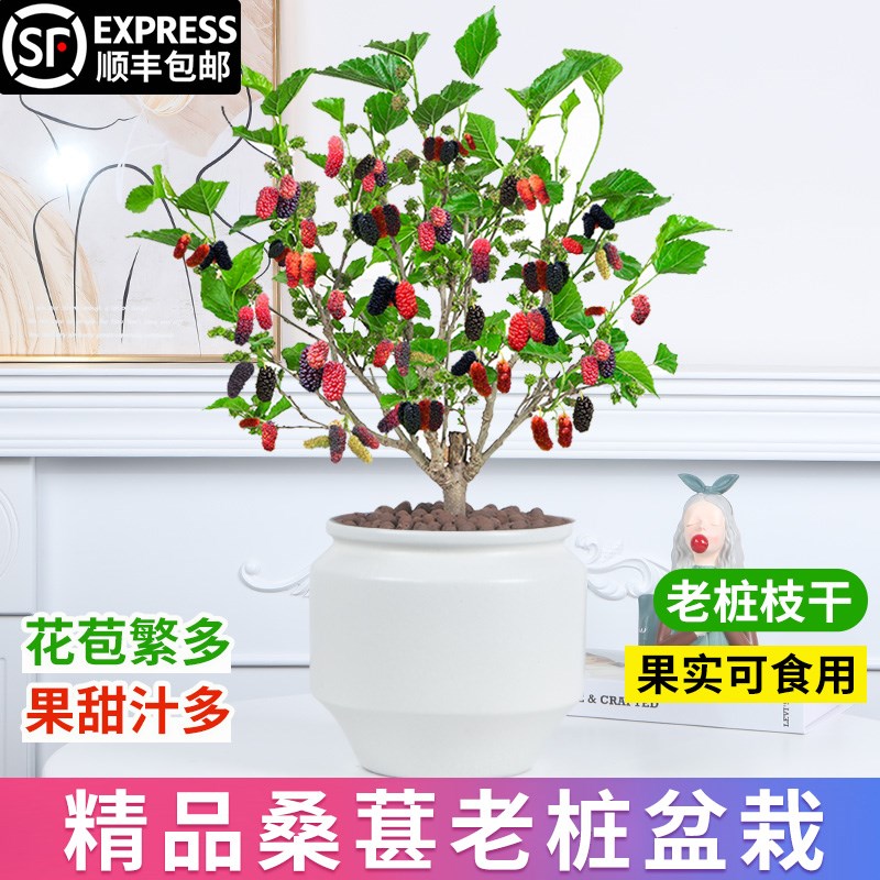 桑葚盆栽树苗结果四季桑葚树阳台庭院食用桑叶花卉绿植果树大苗图片